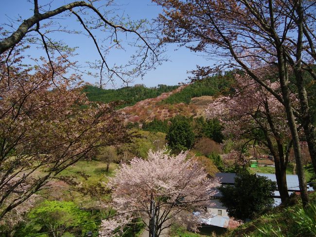 この日は前日の悪天候に比べたら<br /><br />断然のお花見日和（＠＾▽＾＠）<br /><br />が･･･桜がねェヽ(；▽；)ノ