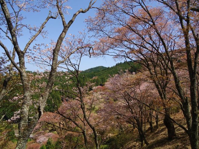 う〜ん<br /><br />待たないで先週来てれば<br /><br />良かったのかなァ〜