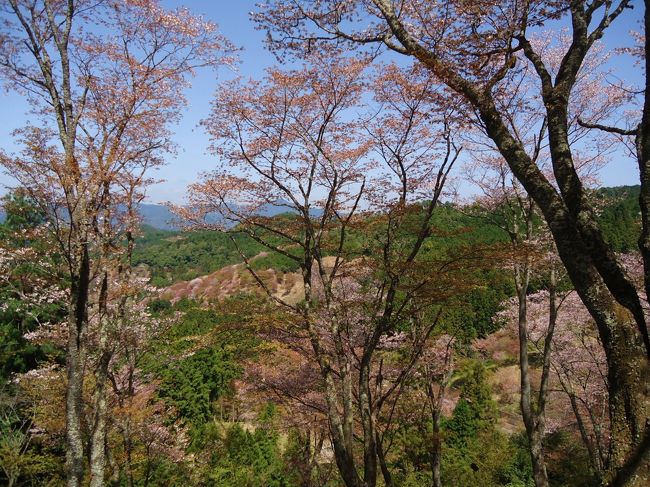 昨日、一昨日の雨と風で<br /><br />だいぶ散ってしまったのかァ･･･