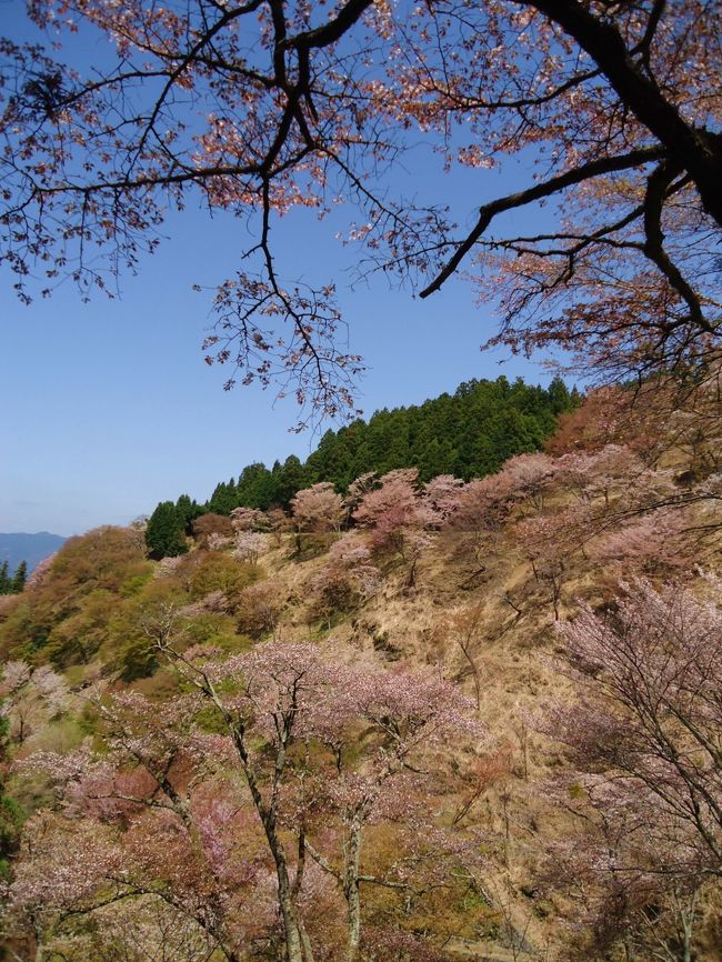 結構急な坂道がずっと続きます！<br /><br />登山スタイルの人が多かったなァ〜<br /><br />納得です！