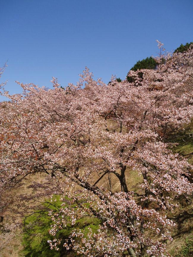 今回でも吉野山に<br /><br />来れて良かった(*^_^*)