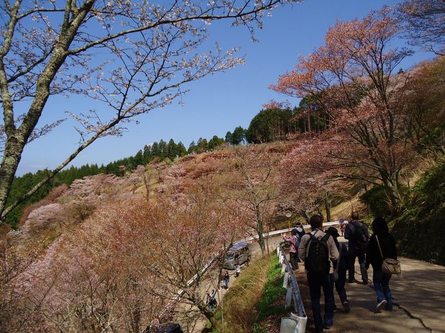 桜の時期って本当<br /><br />難しいわ･･･