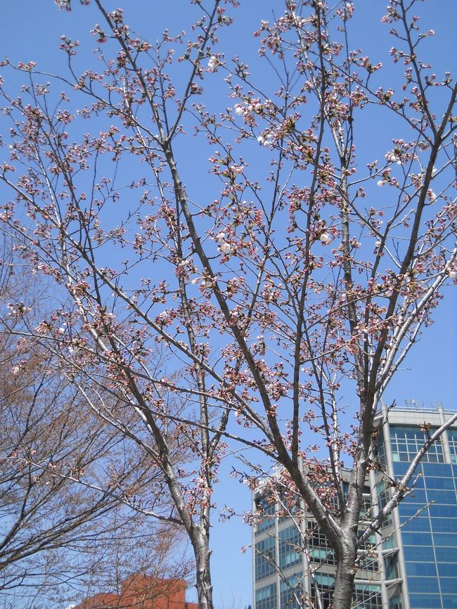 まだまだ蕾も。