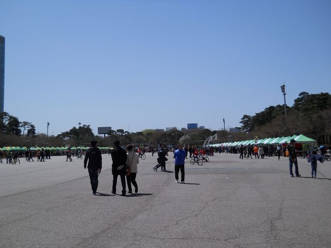 もう日本の桜祭りと同じ。