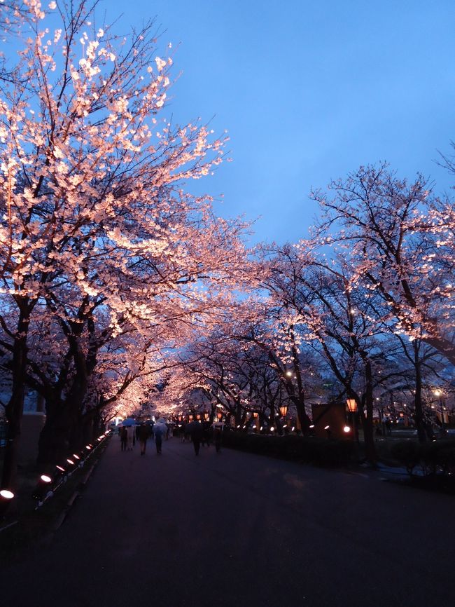 夜桜も綺麗ですね〜