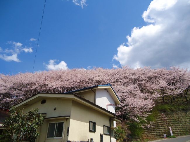 何これ？<br /><br />山全てが桜の木ですよ〜!!