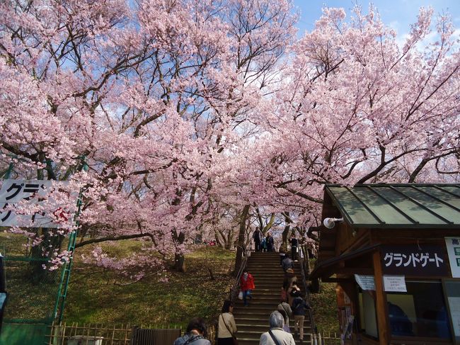 最後は高遠の桜です。