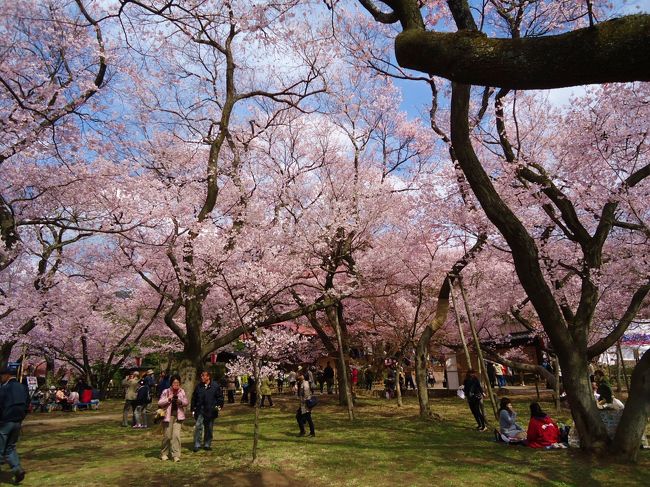 今まさに見頃ヽ(￣▽￣)ノ