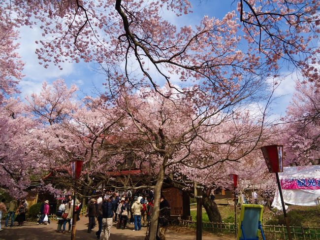 やっと高遠の桜リベンジしたけど<br /><br />それほど感動も少なくて･･･<br /><br />考えたら<br />