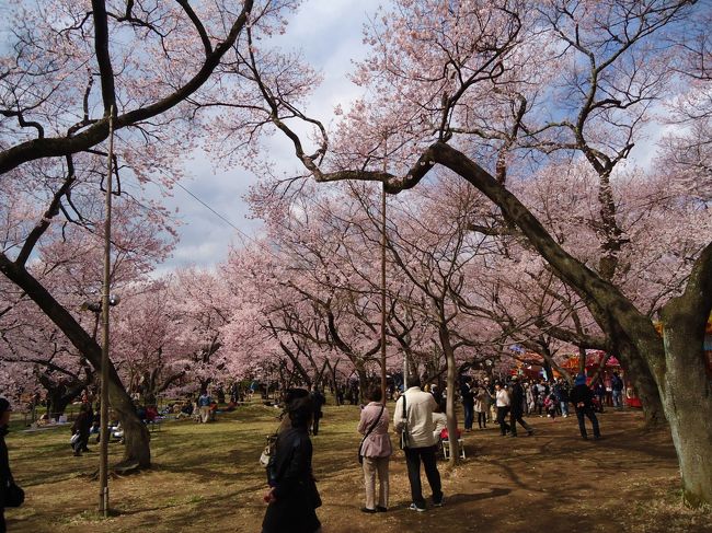 京都の桜を堪能したからかなァ〜と<br /><br />思った(´Д｀)