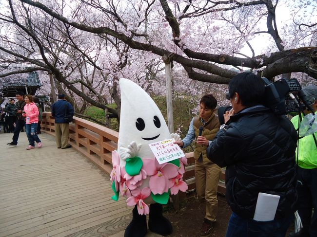 伊那市のキャラクターに遭遇。<br /><br />今日は満開となった日なので<br /><br />テレビ局も来てました。<br /><br />