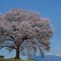 桜を求めて･･･甲州・気ままな高原の旅♪(前編）