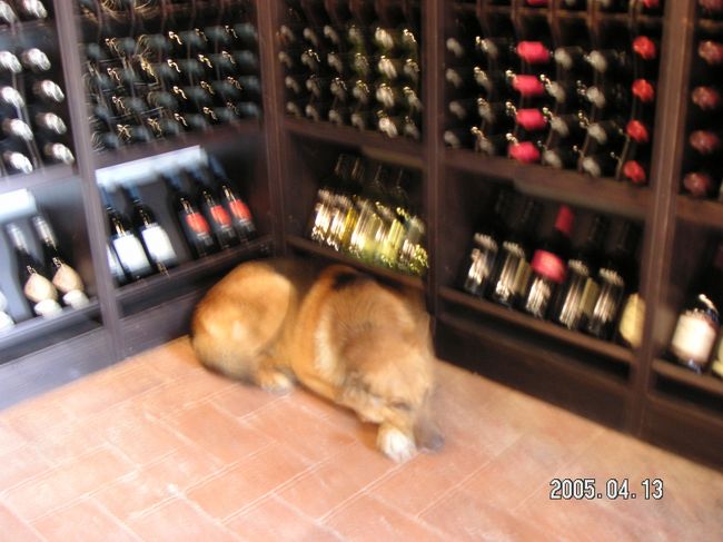 案内してくれたシェパードのルビー？