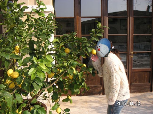 中庭にレモン・・・朝からいい香りです！