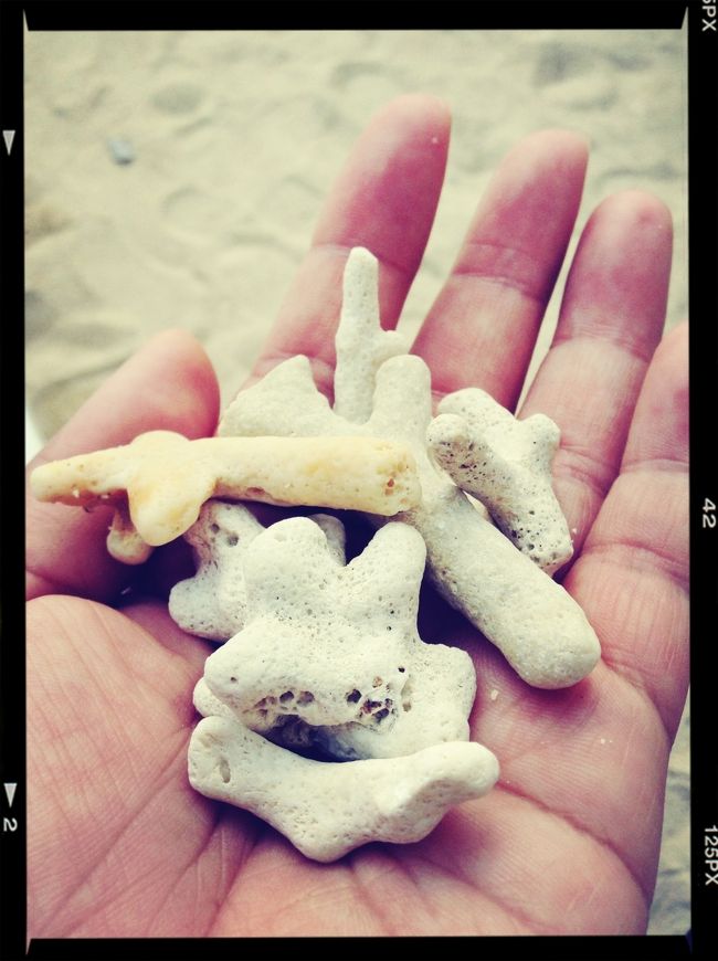 さんごをとってさぁ。<br /><br />なんか紐とかつけて、お土産にしたりね。