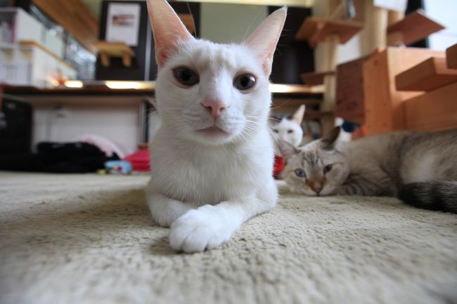 猫カフェ６０ ようこそ 猫のいるカフェへ 小倉猫茶屋 小倉 北九州市中心部 福岡県 の旅行記 ブログ By みにくまさん フォートラベル