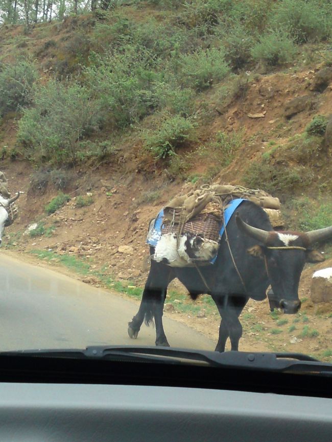 パロの街をあとに、ハ方面への道をゆく<br />牛の群れに会う。<br />牛は荷物運びの仕事してる