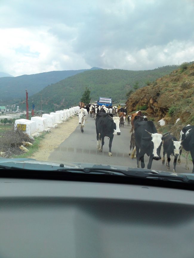 牛優先、車はのろのろ<br />こんなことでは、ここの人たちはイライラしません<br />なんせ、国民総幸福度の国ですから