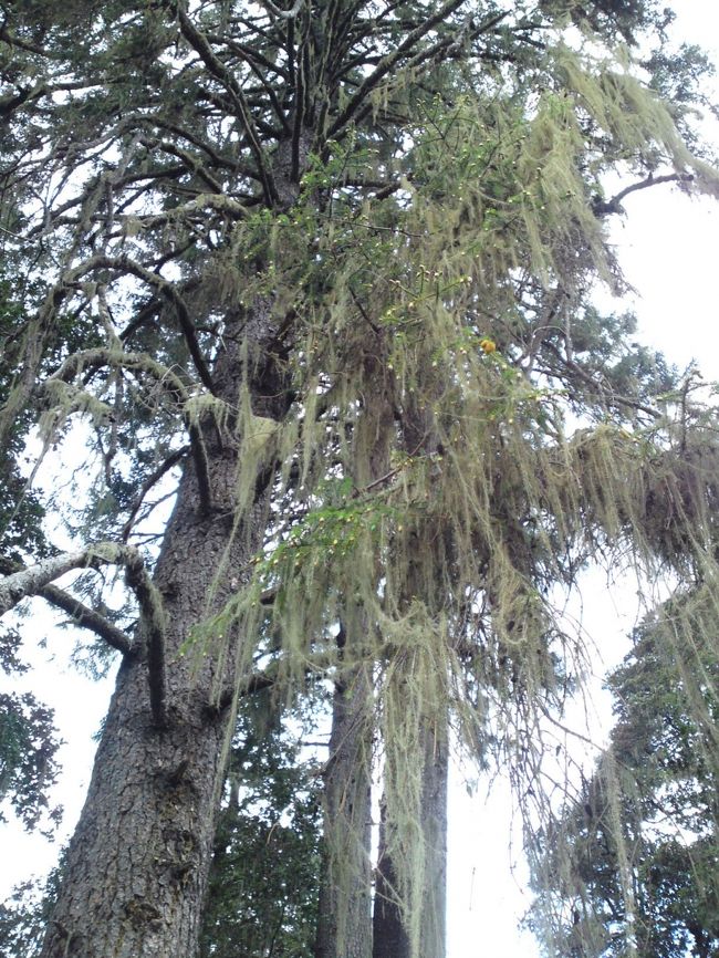 下がっている、藻みたいなやつ<br />昔は、食器洗いのスポンジ代わりに利用してたという