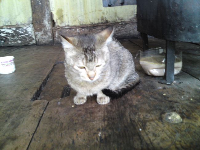 ストーブのそばの一番暖かいところにネコ