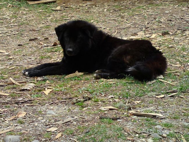 車に到着すると、役目を終えて休憩。<br />お使いに行った尼僧さんたちを待っているんだと思う