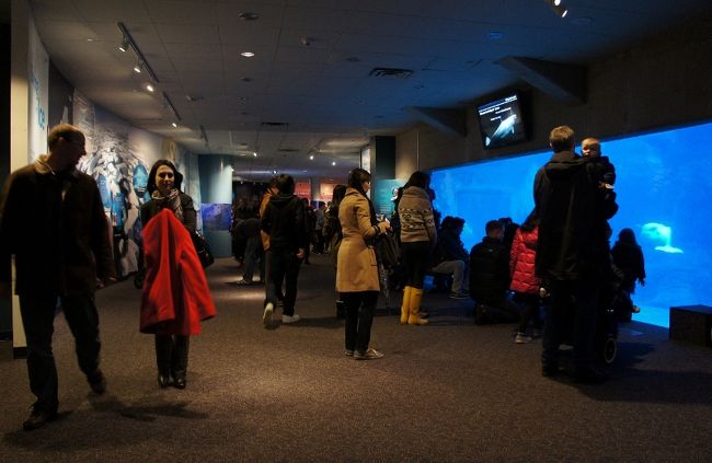 ③２９日　　「Aquarium」<br /><br />数十年前に想像出来ただろうか？<br /><br />今時の水族館