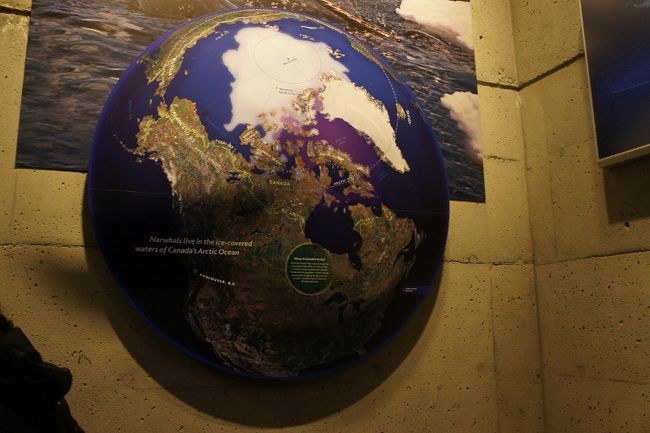③２９日　　「Aquarium」<br /><br />イッカクが生息する地域を地球儀で