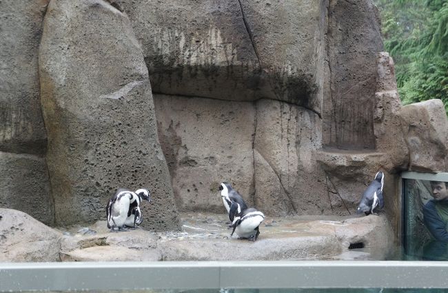 ③２９日　　「Penguin」<br /><br />人気者のペンギン