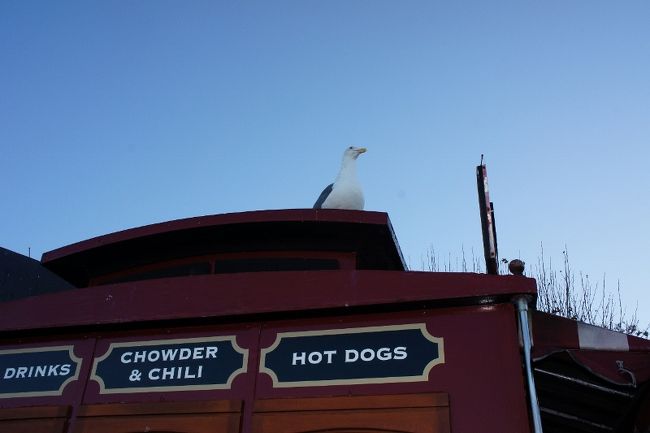 ④３０日　　「カモメかもね？」<br /><br />何やら企んでる目つきの悪いカモメ