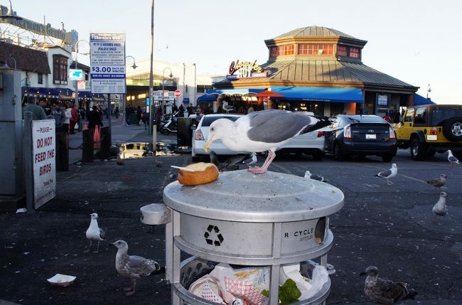 ④３０日　　「食事中のカモメ」<br /><br />クラムチャウダーの残りを・・<br />美味しそうに！！<br /><br />サワード・ブレッドの中身をくり抜いて<br />クラムチャウダーを詰めてるので<br />かなりのボリュームがある。だから<br />観光客は食べ残す。で Garbage can へ