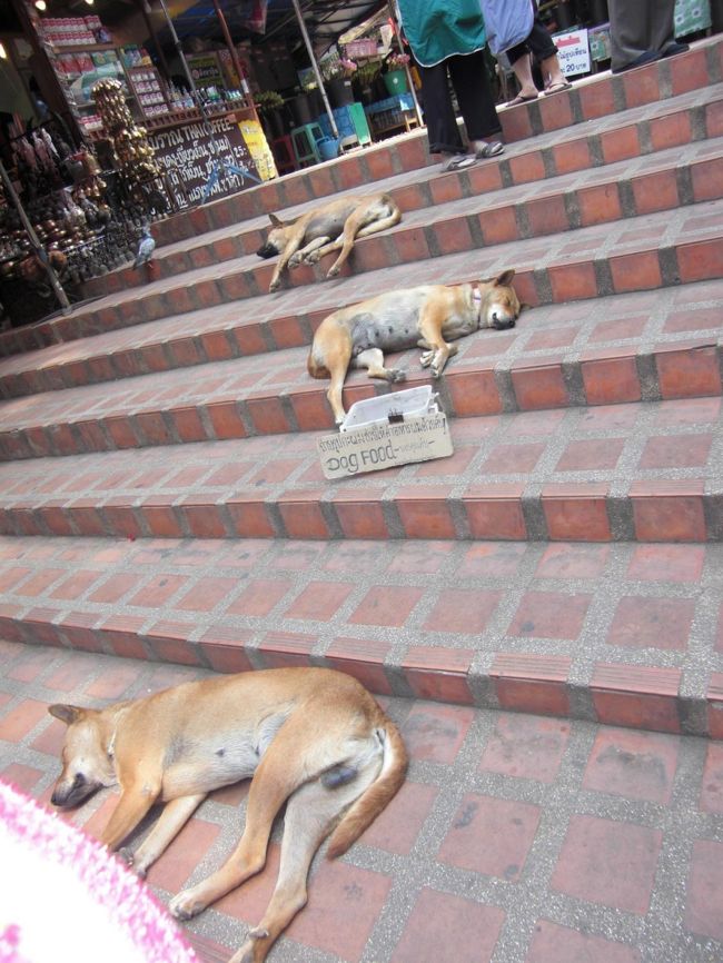 お利口に並んで熟睡しているワンコたち