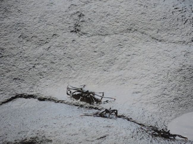 黒いカニ発見！