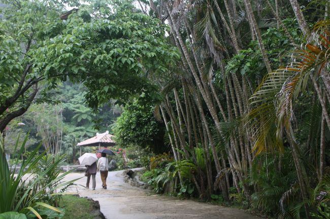 竹林の様ですが、ヤシ林です・・