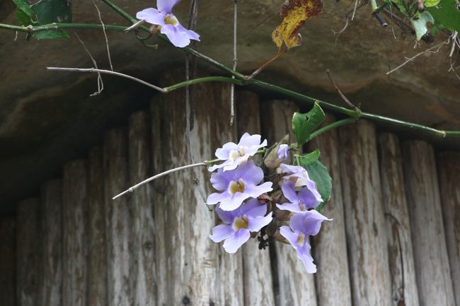 ベンガルヤハズカズラ
