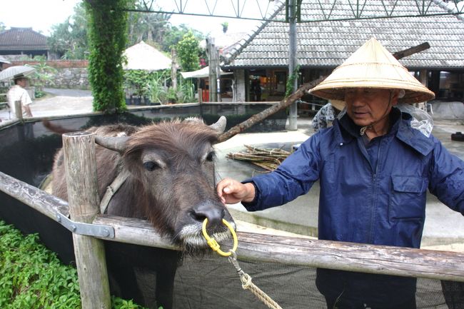 サトウキビを絞る水牛ちゃん