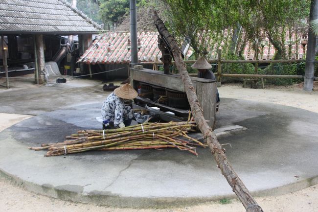 黒糖製造（砂糖車/さーたーぐるま）<br />円の中心にサトウキビを挟んで廻りを水牛が歩き、甘い”エキス”を絞り出します、、、