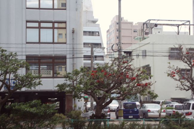 沖縄県の花、赤い”ディゴ”が咲き誇ってます、、、（車中より）