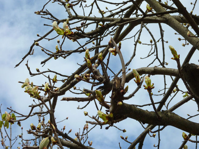 でも本格的な春はすぐそこに。
