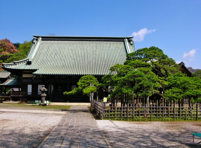 太田Walk-1 大光院（子育て呑龍）/金龍寺に参拝 ☆臥龍松は樹齢