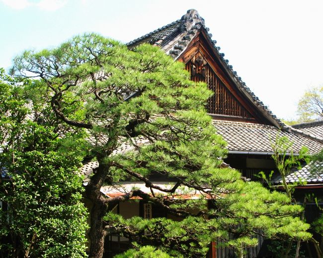 太田Walk-1 大光院（子育て呑龍）/金龍寺に参拝 ☆臥龍松は樹齢
