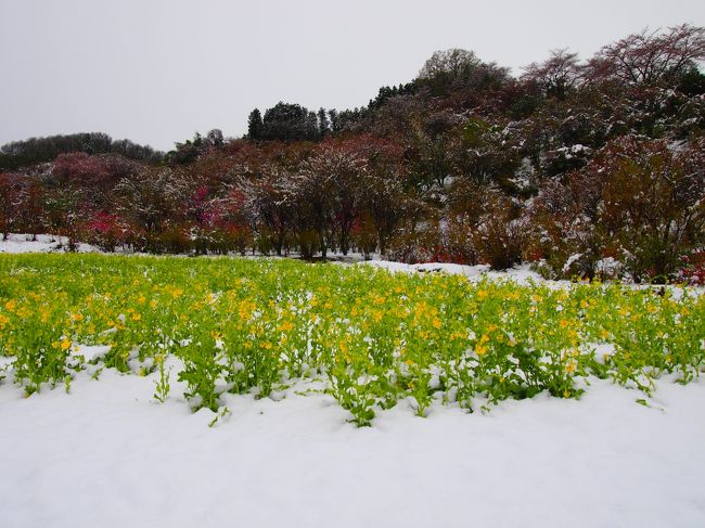 花見山公園の駐車場から花見山公園の入り口までに菜の花があります。雪と菜の花のコントラストが綺麗です。
