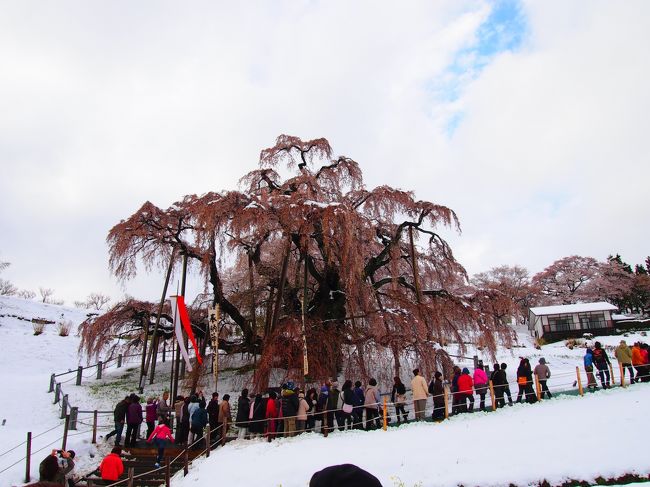 滝桜に到着。雪と雲間の青空、貴重な体験です。