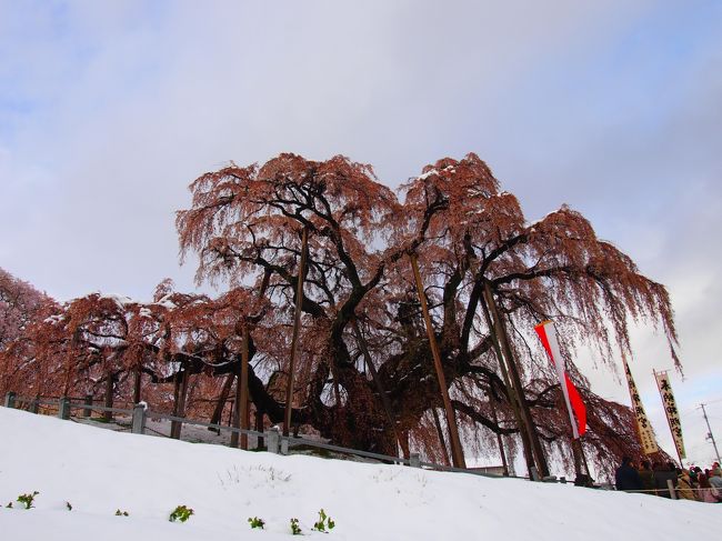うっすらと青い空と白い雪の中の桜色の滝桜は圧巻です。