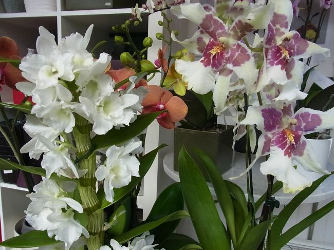 ランの花。写真はお断りといわれてしまいました。<br />たぶん、買いもしない観光客が写真ばかり撮っていくだけで、商売の邪魔になるのでしょう。