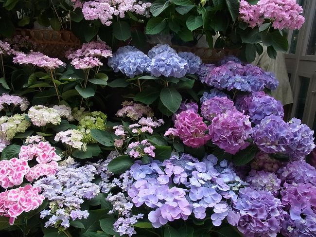 花市場の通路にいっぱいのアジサイが。いろんな種類があります。