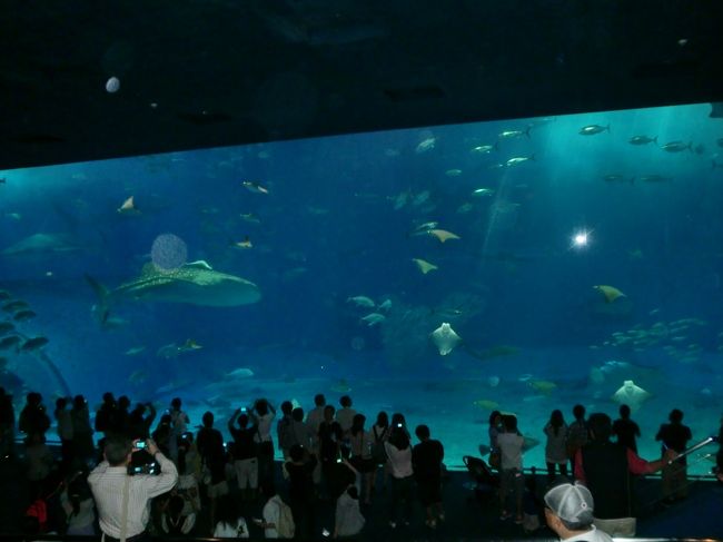 大水槽は圧巻の一言だった。<br />８ｍほどのジンベイザメがゆっくりと水槽内を泳いでいた。<br />