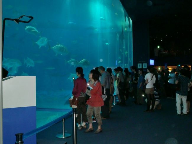 水槽内で泳いでいる魚たちに、思わず見とれてしまう。