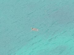 ウミガメ