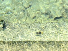 熱帯魚の水槽みたい