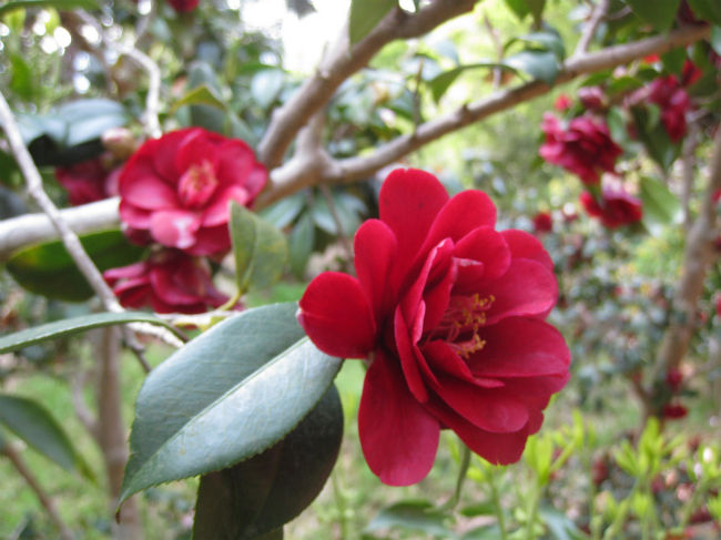 ツバキ<br /><br />実際の色は、もっと黒いのですが・・・